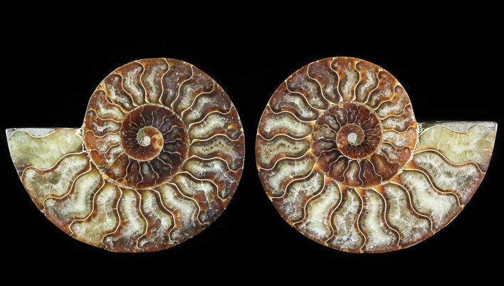 Cut & Polished Ammonite Fossil - Agatized #64962